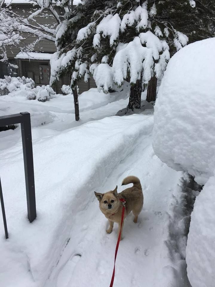 Phoebe the dog